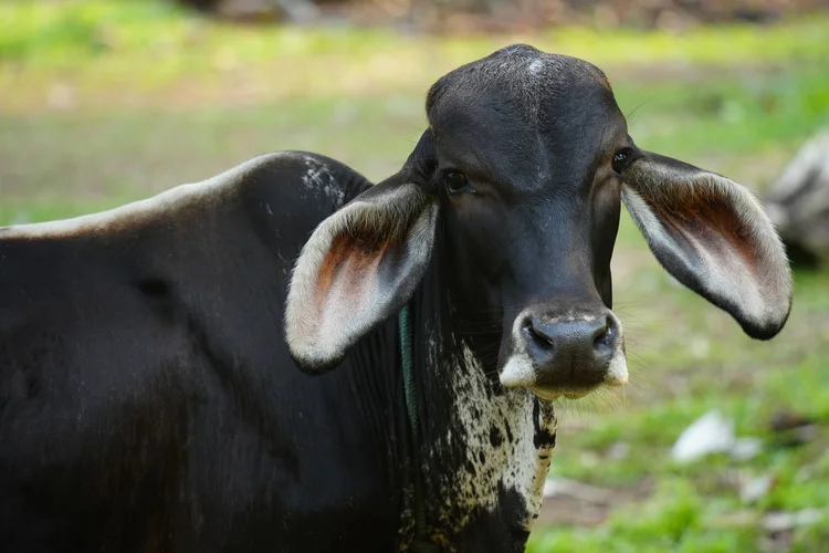 A young domestic zebu (Bos indicus) stands near Novo Airão, with long ears and a loose dewlap.
