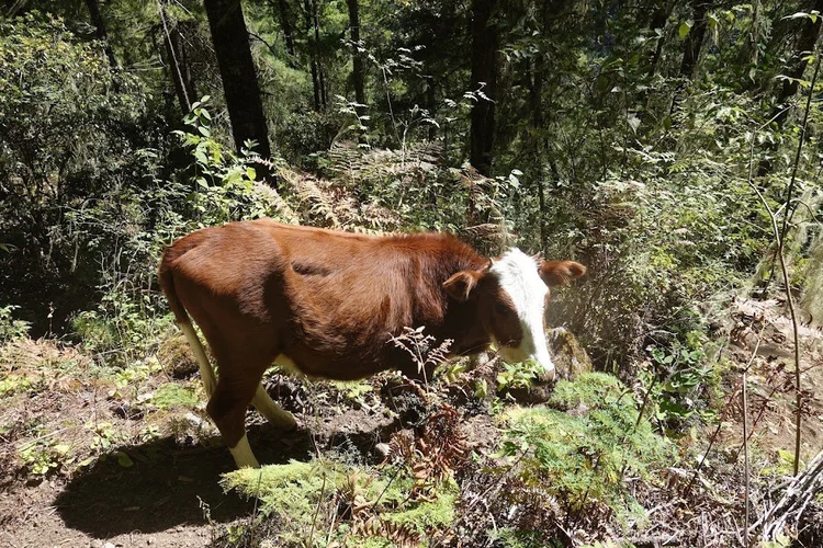 A brown-and-white cow stands among ferns beside the woodland trail.