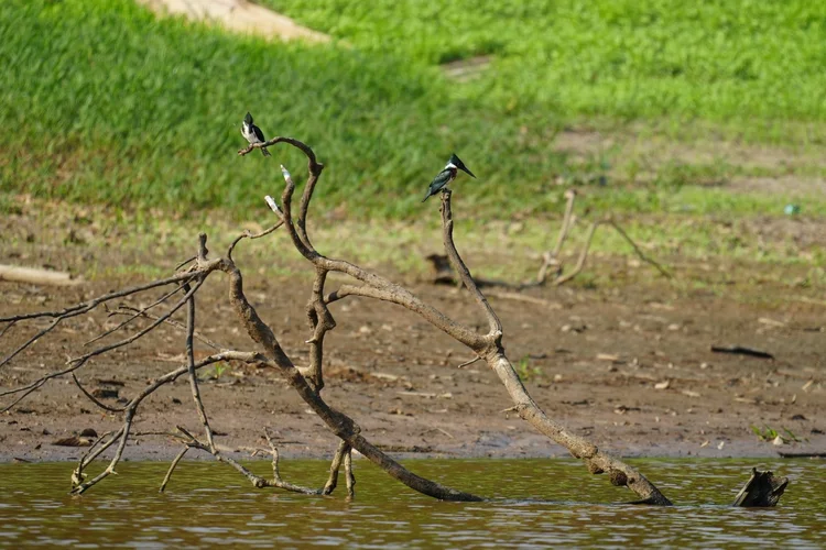Two Amazon kingfishers (Chloroceryle amazona) occupy bare branches above the water, watching from different heights.