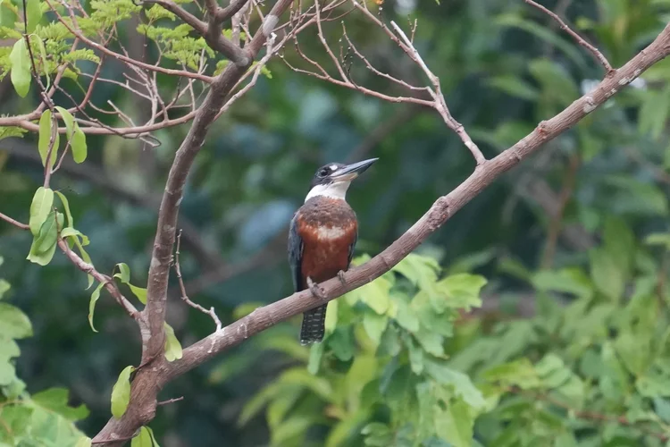 A ringed kingfisher (Megaceryle torquata) perches above the bank, showing a heavy bill, white collar and rust-coloured belly.
