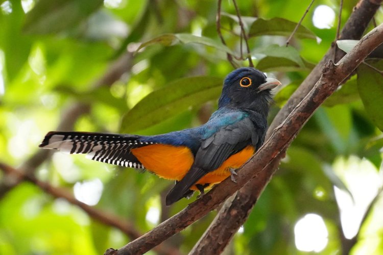 Probably a male Guianan trogon (Trogon violaceus), balancing with its barred tail spread beneath a blue-violet head and richly coloured belly.