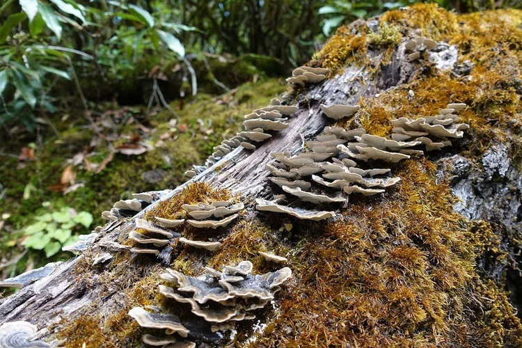 Bracket fungi form overlapping shelves on a moss-covered fallen trunk.