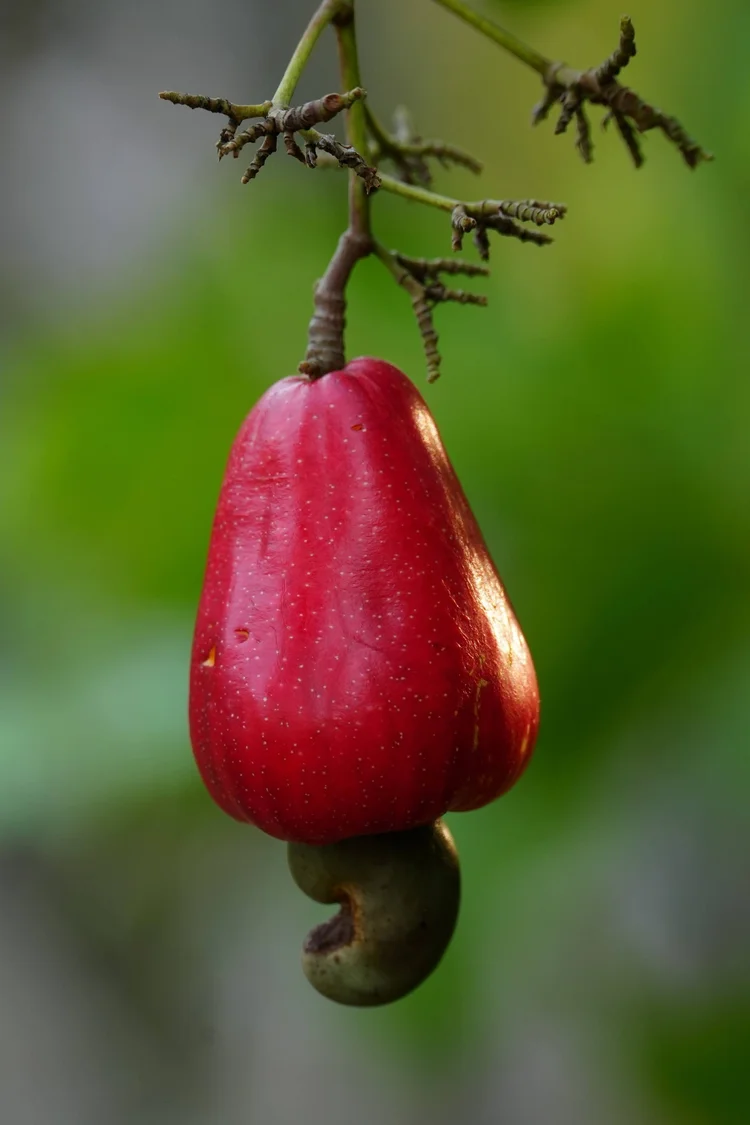 A red cashew apple (Anacardium occidentale) hangs above the kidney-shaped shell that contains the seed.