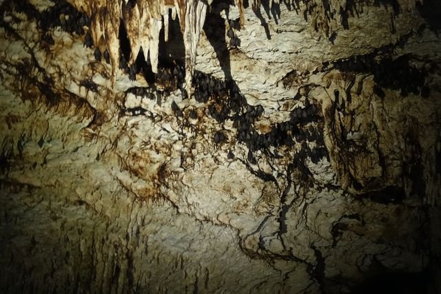 Bats roost in clusters among the formations on the cave ceiling.