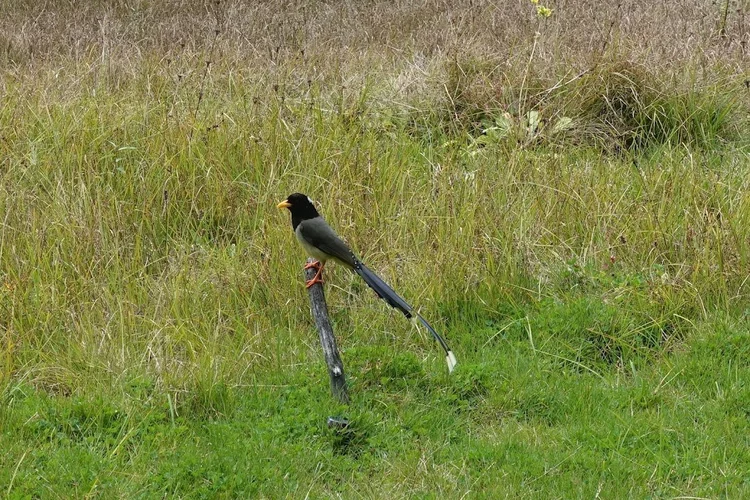 A yellow-billed blue-magpie (Urocissa flavirostris) pauses on a fence post, its long tail trailing over the grass.