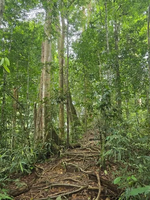 Roots cross the steep forest path beneath tall trees and dense foliage.