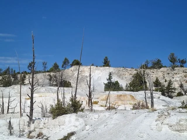 Bare trunks rise from white travertine, with small amber pools between the ledges at Mammoth Hot Springs.