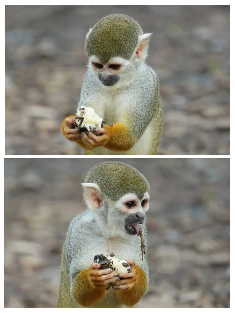 Two close views of a squirrel monkey, probably Humboldt’s squirrel monkey (Saimiri cassiquiarensis), feeding with fruit held in its hands.