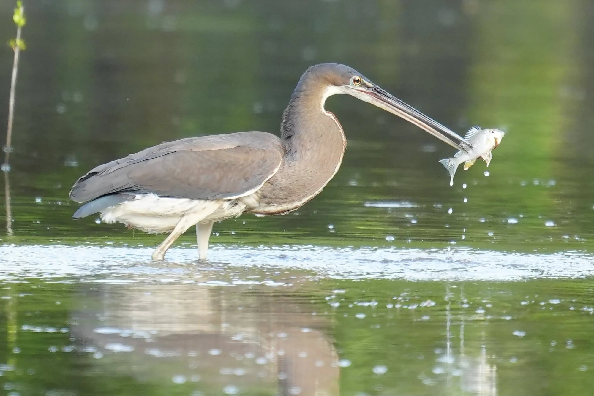 The young agami heron (Agamia agami) lifts a small fish from the water, droplets falling from its catch.