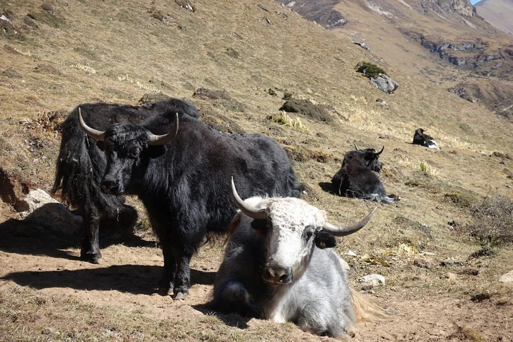 Black, grey and white-faced yaks gather on a patch of sunlit hillside.
