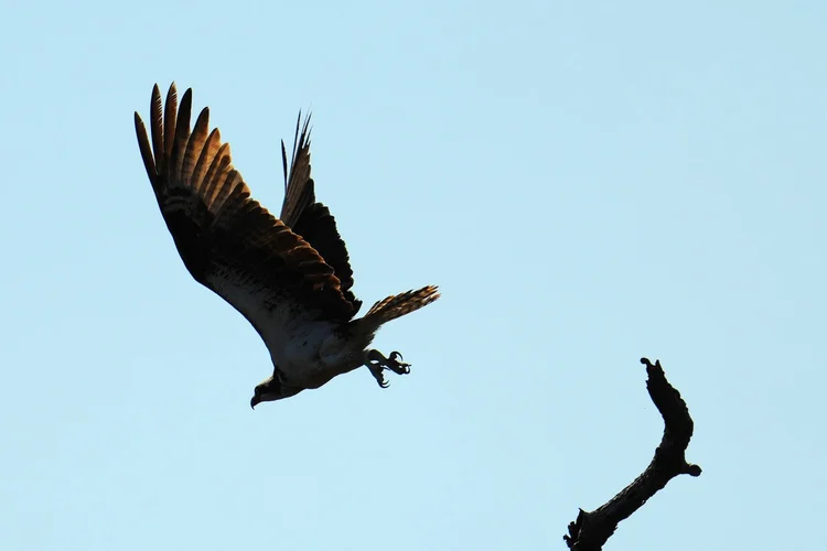 An osprey (Pandion haliaetus) launches from a bare perch, wings raised and talons still extended.