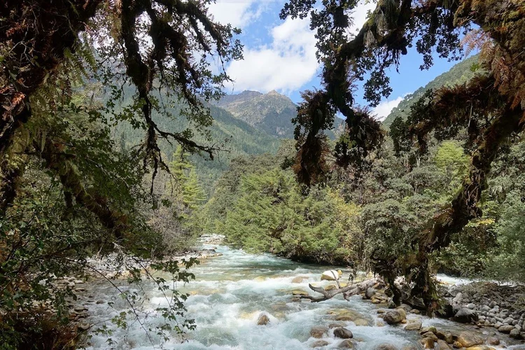 The Pa Chhu runs between forested slopes, framed by branches draped in moss and lichens.