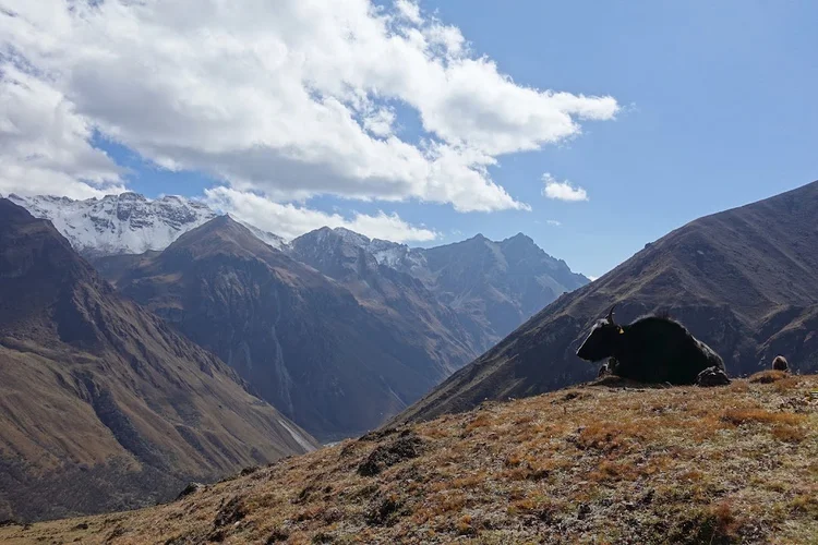 A yak rests on a grassy rise above the steep-sided valley.