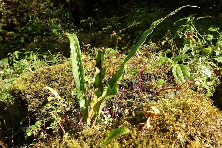 Long, narrow fronds rise from a cushion of moss among smaller plants.