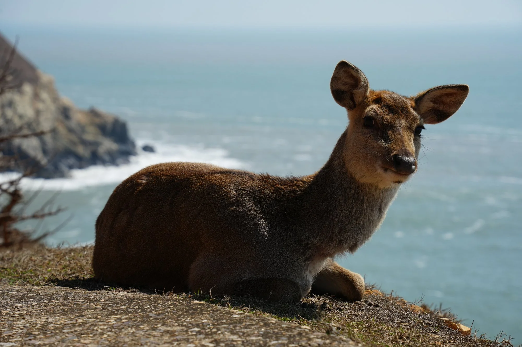 A sika deer (Cervus nippon) rests on Daqiu, with breaking waves behind it.