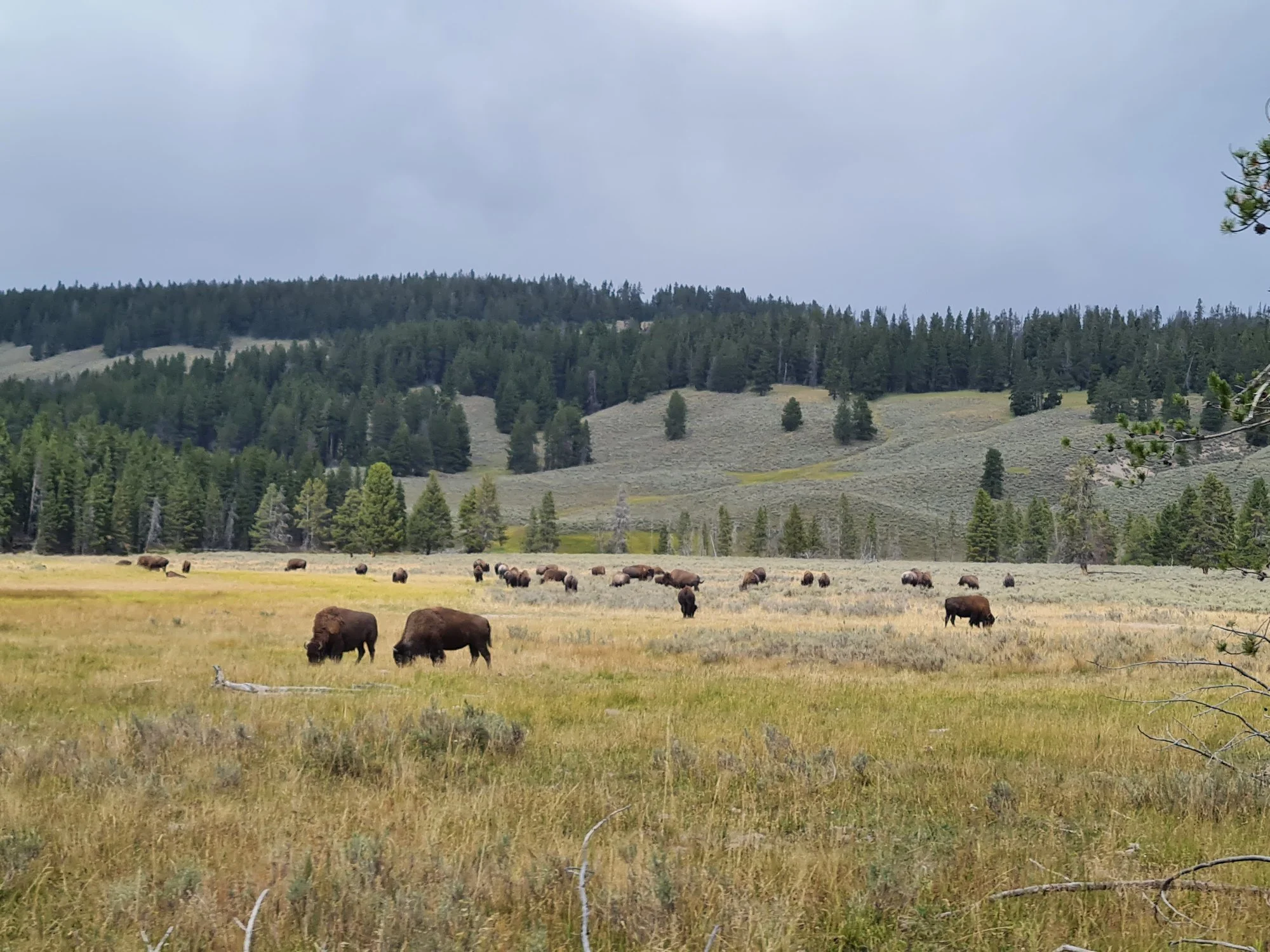 A herd of bison spreads across a golden meadow, with dark forest rising behind it.