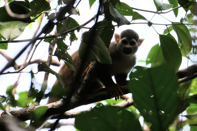 Probably a Guianan squirrel monkey (Saimiri sciureus), pausing among leaves on the eastern side of the Rio Negro.