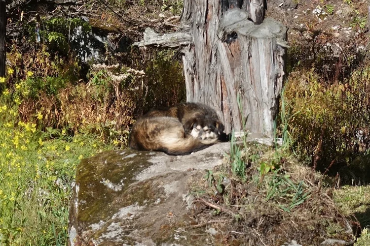 A dog curls up on a flat rock beside an old tree stump.
