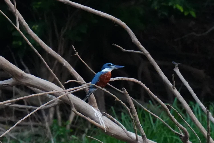 A male ringed kingfisher (Megaceryle torquata) watches from bare branches above an Amazonian channel.
