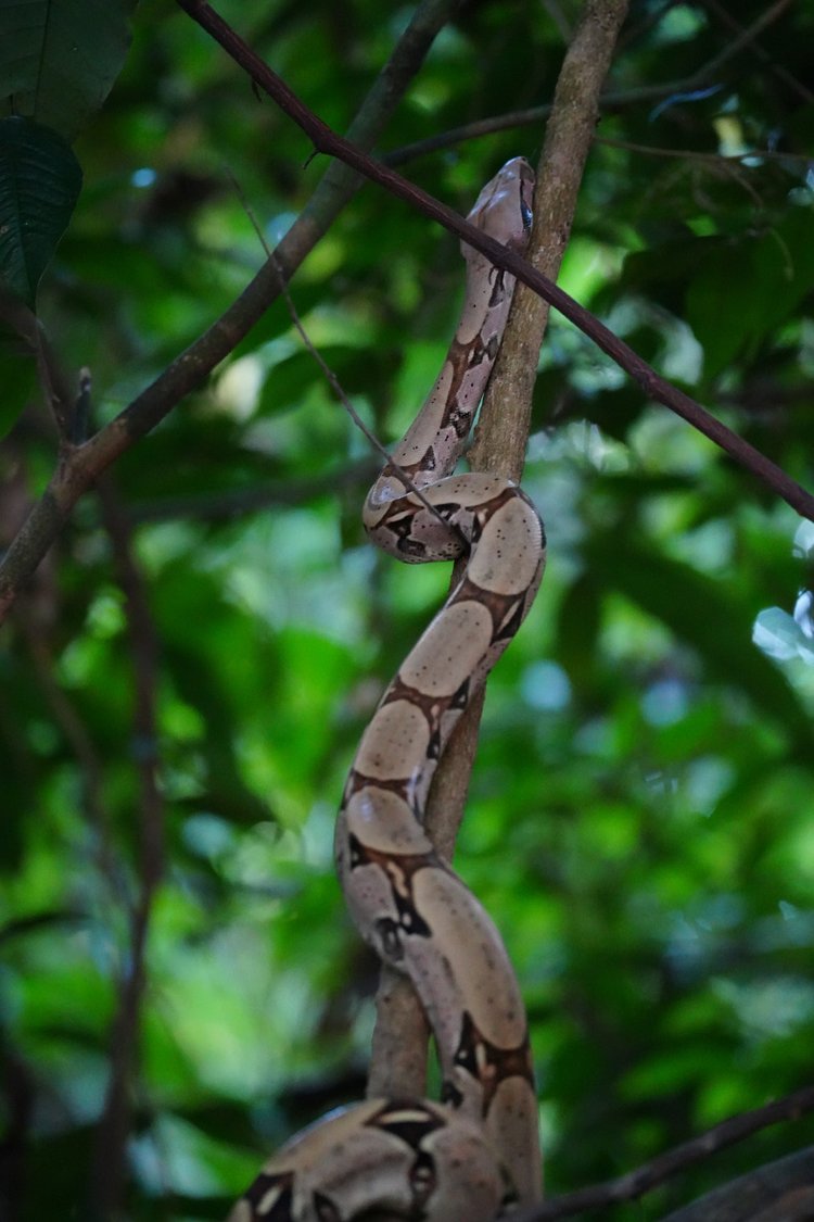 A boa constrictor (Boa constrictor) bends its muscular body around a slender support beneath the canopy.