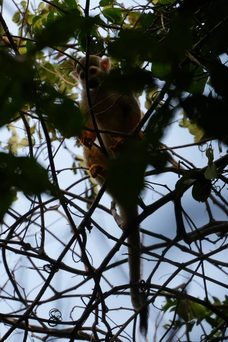 A squirrel monkey, probably a Guianan squirrel monkey (Saimiri sciureus), balances among slender branches with its tail hanging below.