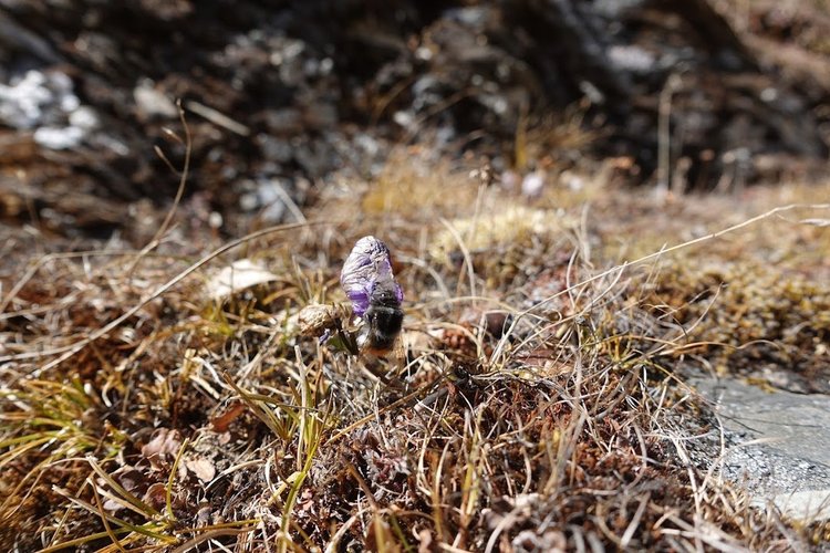 A bumblebee visits a small purple flower at Takulungla Pass—the encounter recorded in the sixth day's journal.