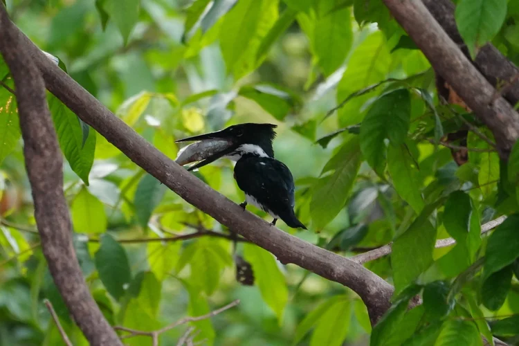 Probably an Amazon kingfisher (Chloroceryle amazona), holding a fish on a shaded riverside perch.