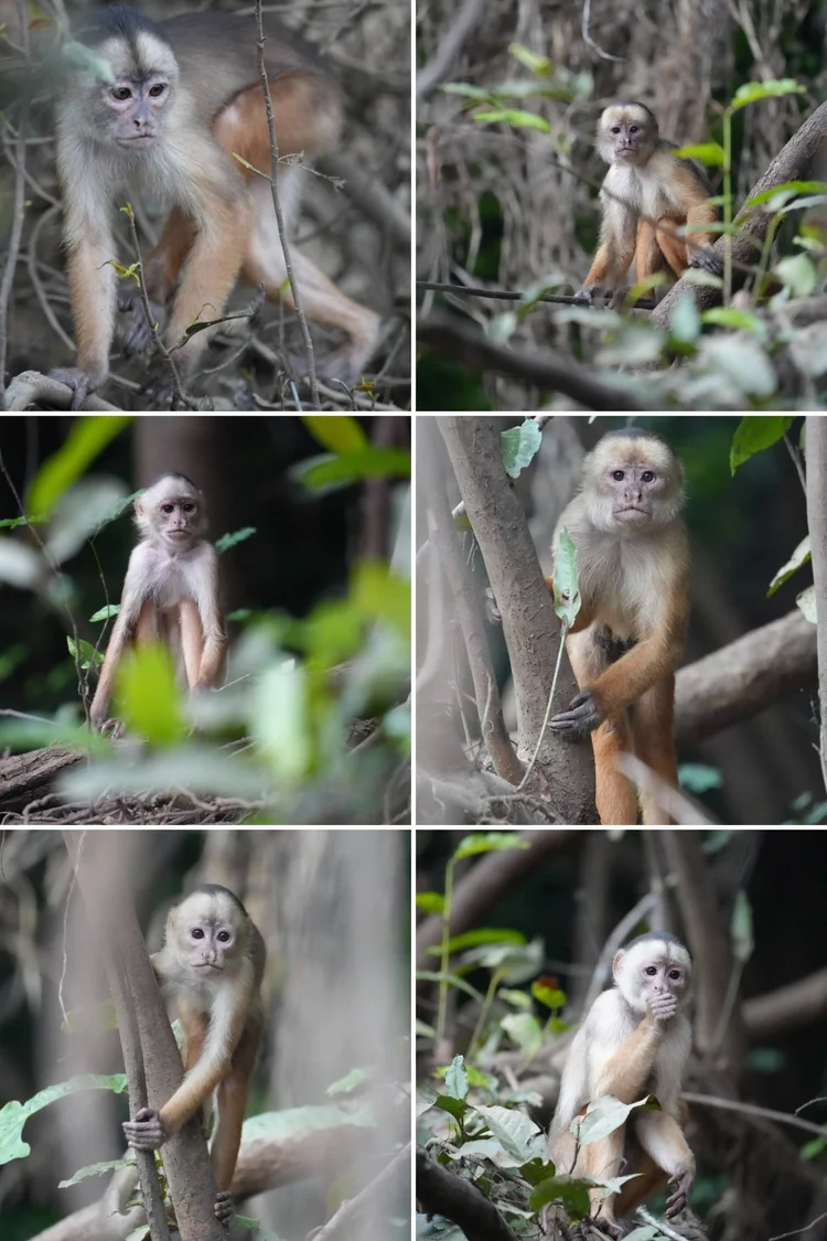 Six views of white-fronted capuchins (Cebus albifrons group) among the riverbank trees: faces, grips and brief pauses in movement.