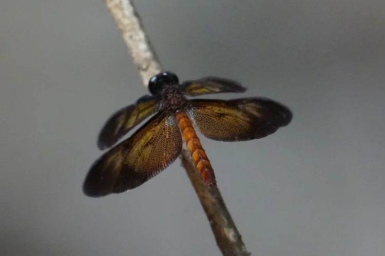 Probably a blackwing dragonfly (Diastatops sp.), this time with amber-toned wing panels and a warm brown abdomen.