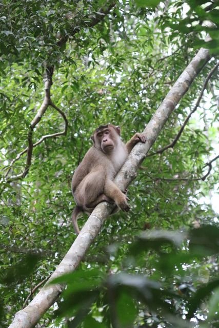 A southern pig-tailed macaque (Macaca nemestrina) rests astride a sloping branch in the rainforest.