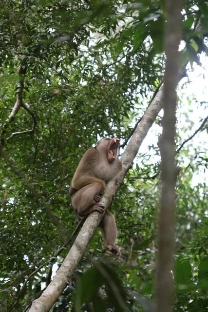 The pig-tailed macaque opens its mouth in a broad yawn while perched above the trail.
