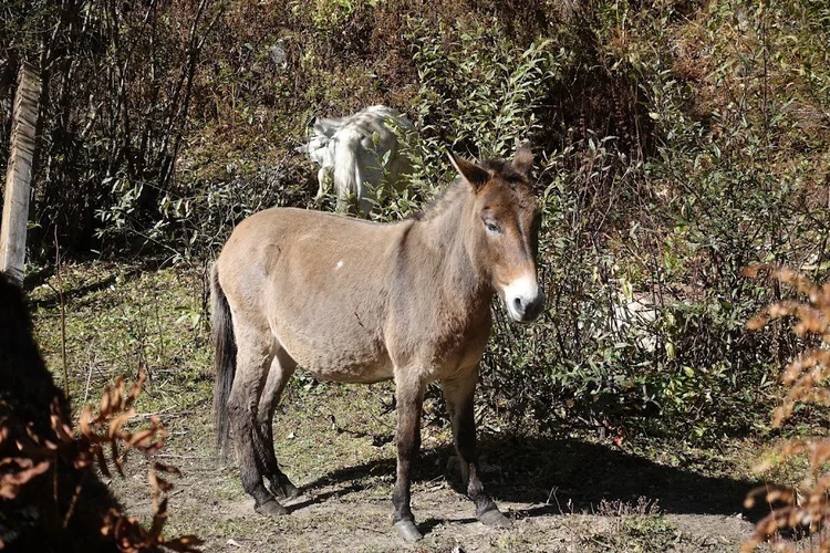 A brown mule pauses in the sun, with a white companion browsing behind it.