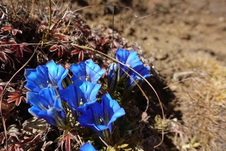 Brilliant blue, trumpet-shaped flowers among dry grasses on the climb to Bongteyla Pass.
