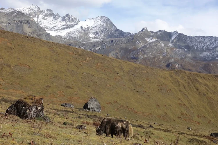 A shaggy yak grazes below snow-dusted ridges on the descent towards Yaktsa.
