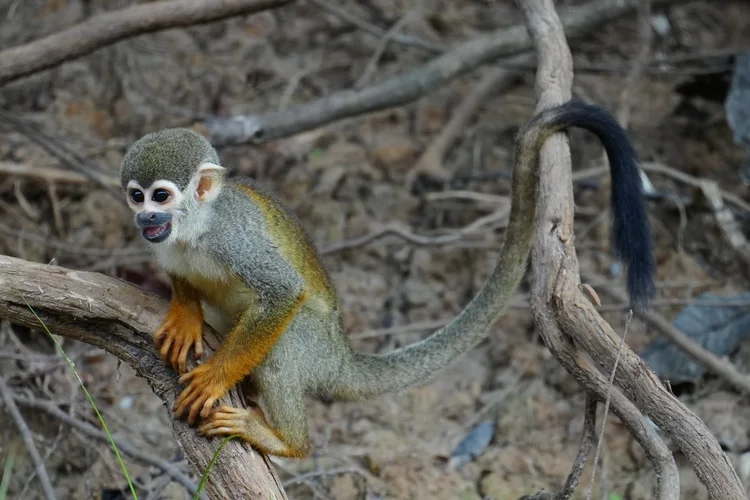 Probably a Humboldt’s squirrel monkey (Saimiri cassiquiarensis), sitting on curved wood with its black-tipped tail draped behind.