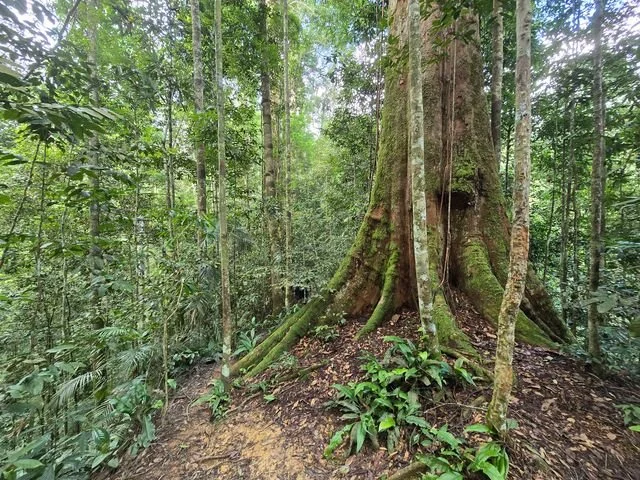 Broad buttress roots spread across the forest slope beneath a large tree.