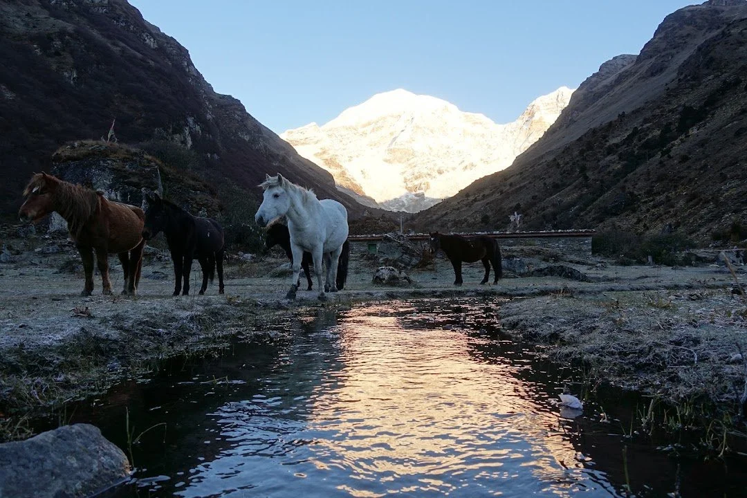 Horses stand beside the frosty stream while the first sunlight reaches Chomolhari.