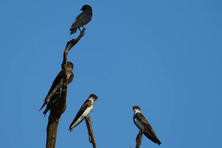 Martins (Progne sp.) gather on bare branches; the brown-backed birds with dark breast bands are probably brown-chested martins (P. tapera).