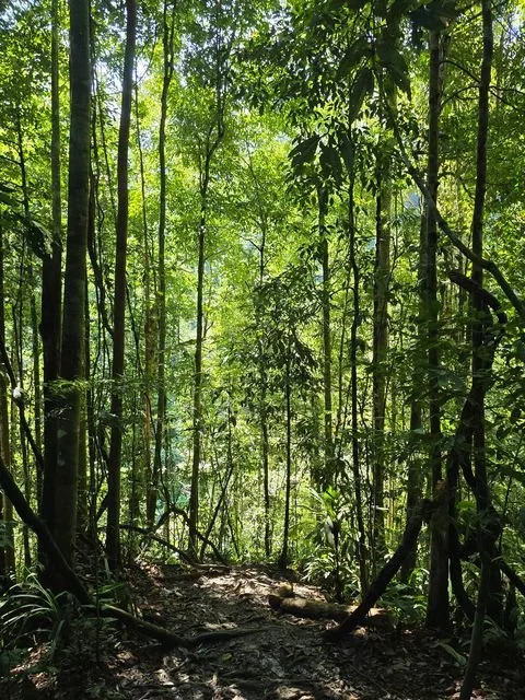 Slender trunks frame a sunlit descent through the rainforest.