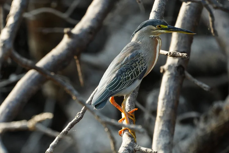 A striated heron (Butorides striata) grips a branch above the river margin.