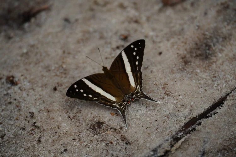 A daggerwing butterfly (Marpesia sp.) rests on pale sand, its broad white band framed by long hindwing tails.