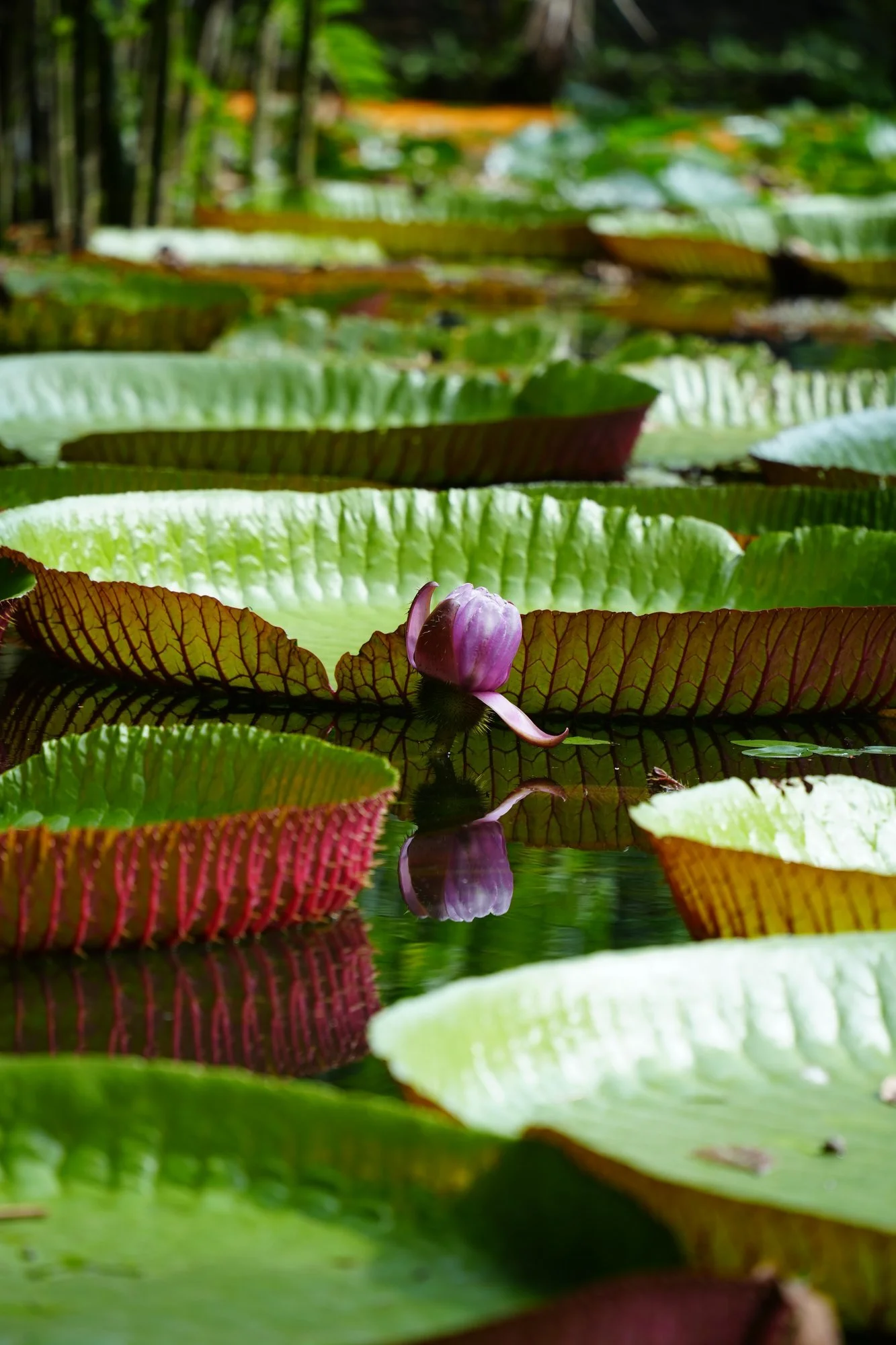 Giant waterlilies (Victoria sp., probably V. amazonica) spread their raised-rim leaves across a pond, with a pink flower between them.