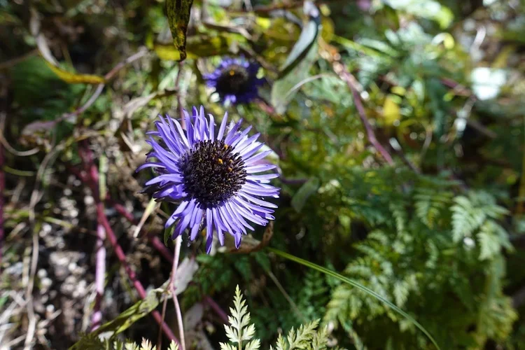 A purple, daisy-like flower stands among the fresh green ferns of the lower slopes.