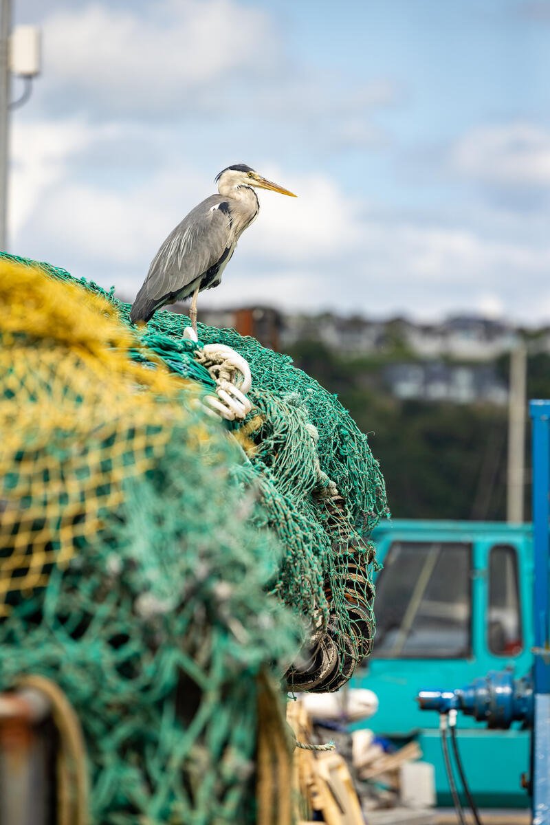 A grey heron standing on fishing nets on the quay in Kinsale