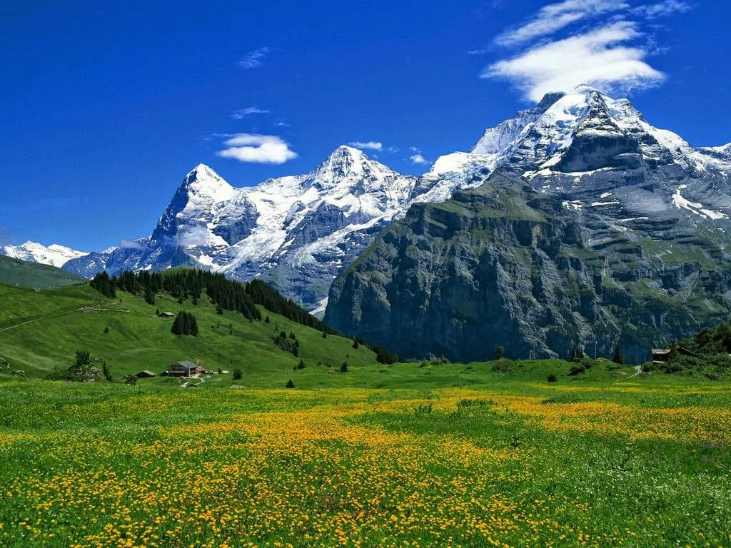 Qilian Mountain Grassland