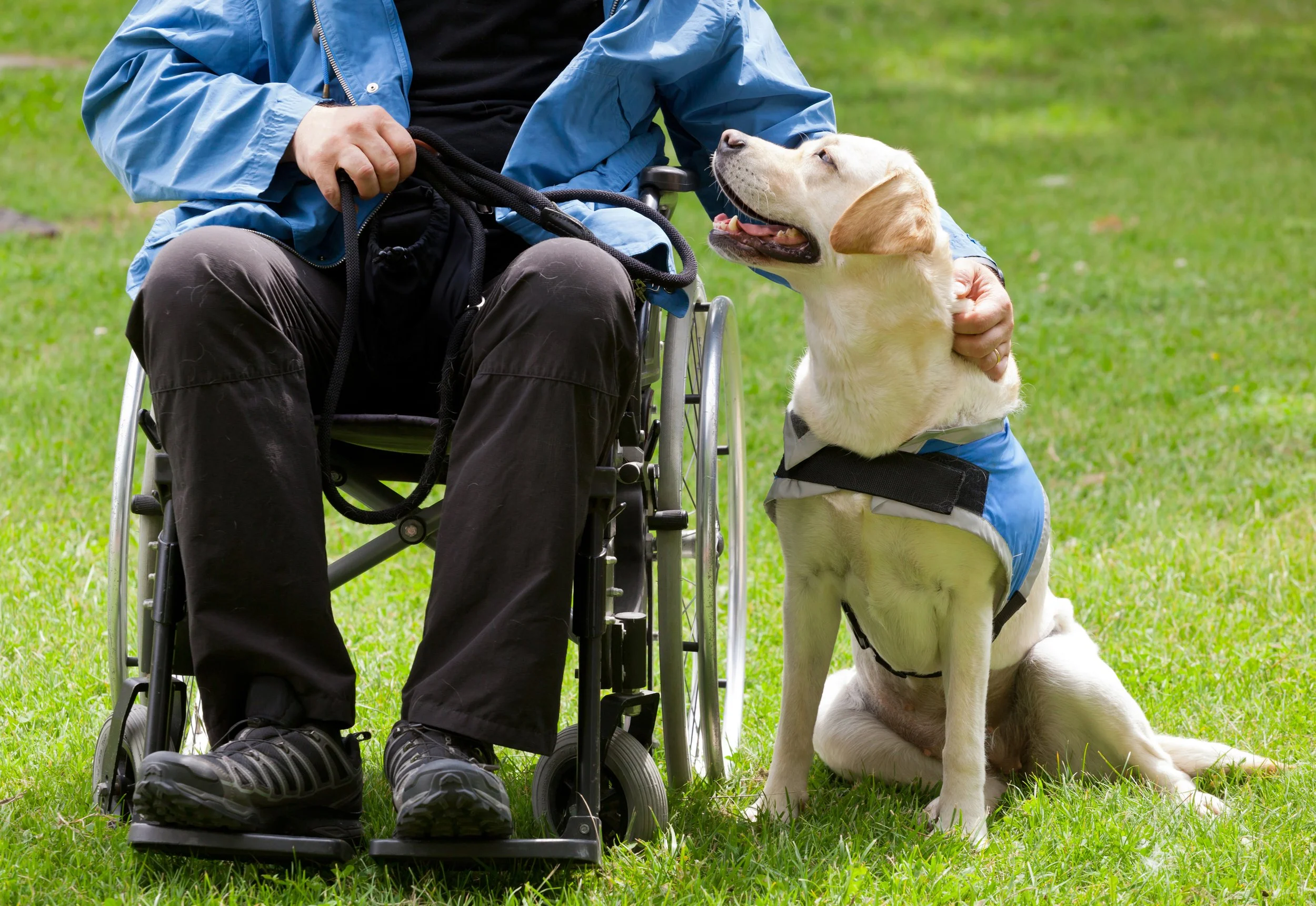 A Greek man in a wheelchair petting a service dog.