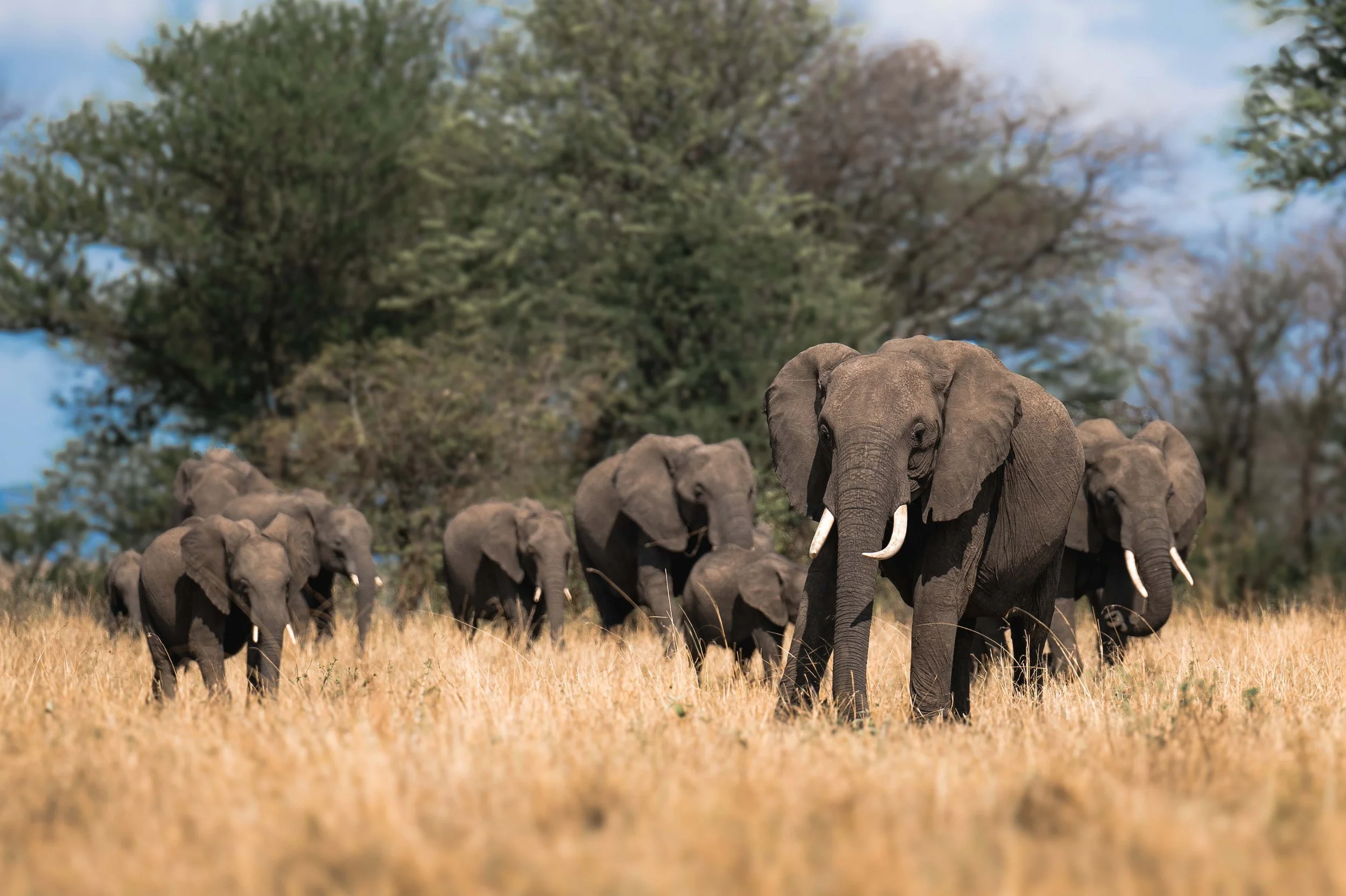 Tanzania safari and Zanzibar beach holiday