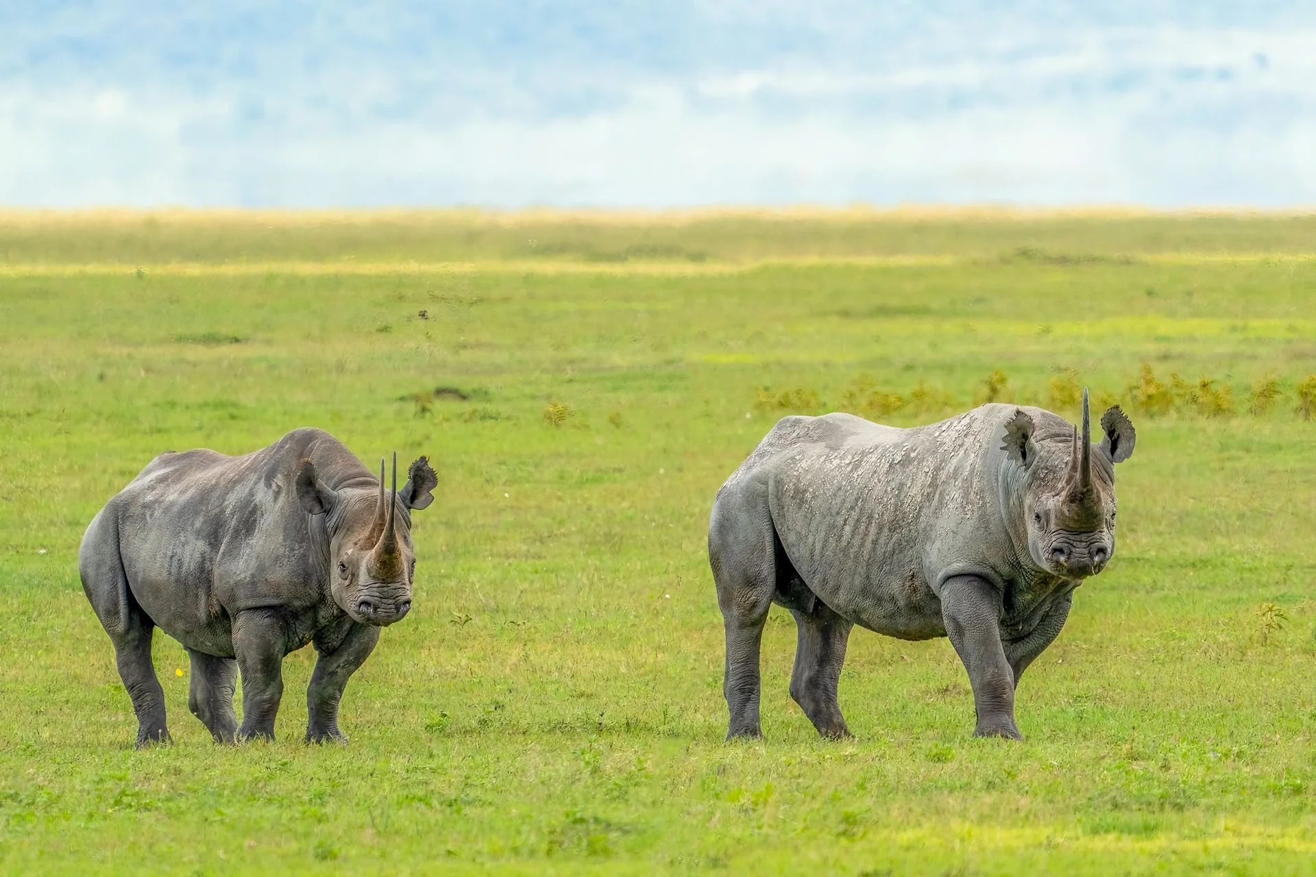 African safari with One Extra Night Travel