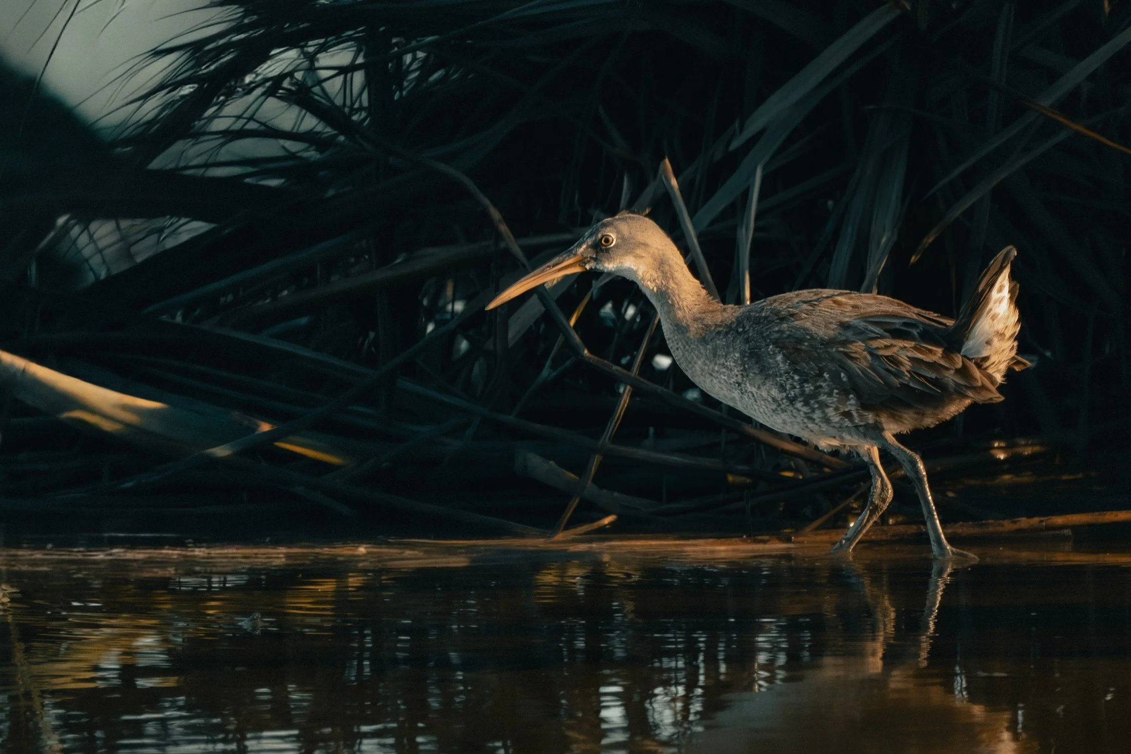 Virginia Rail in Morning Light — William Edwards Photography