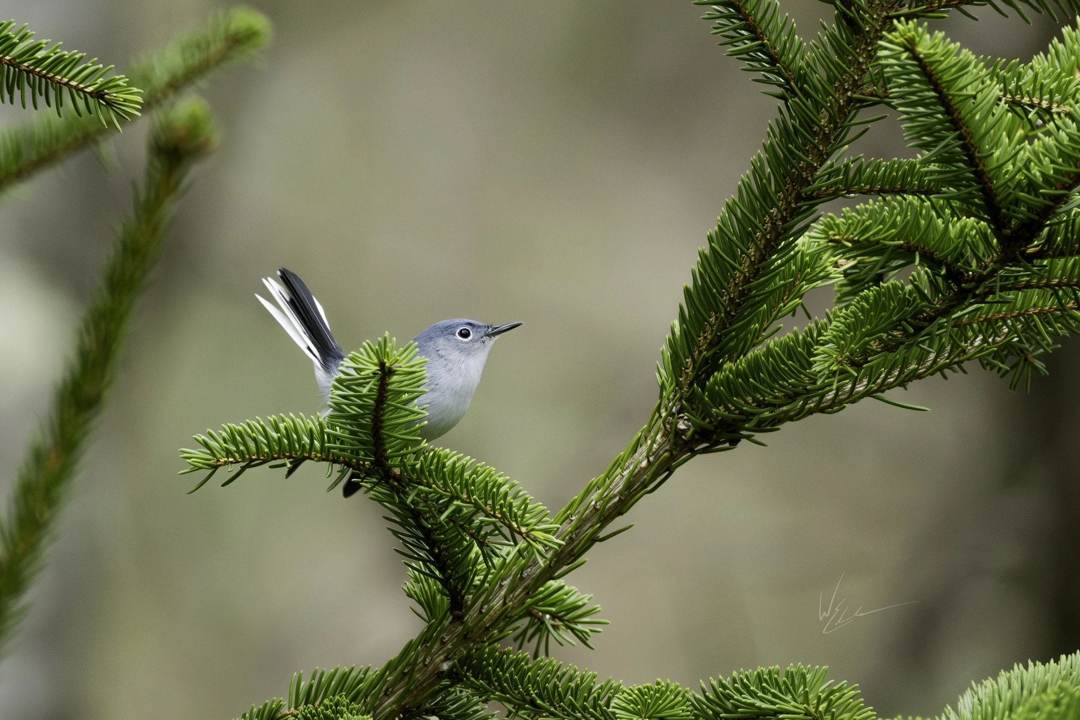 Blue-gray Gnatcatcher (Polioptila caerulea) — A tiny bird balanced against the texture of new conifer growth.